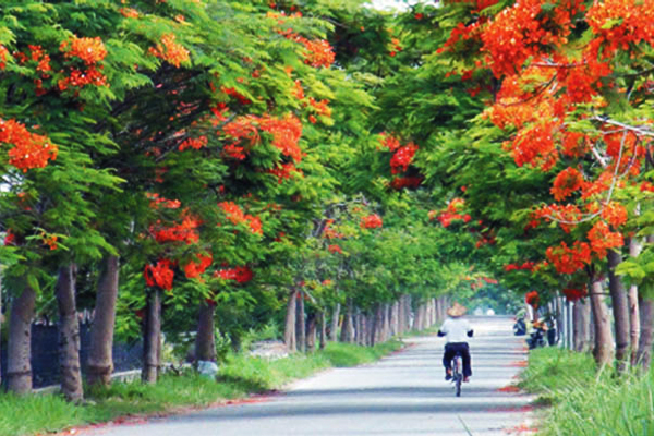 溪州鳳凰花林道，換上了豔紅衣賞，充滿盛夏活潑的氣息。（圖片來源／溪州鄉公所）