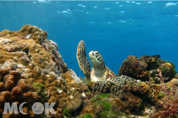 Klook客路可以找到亞洲體驗遊程，其中也能找到台灣小琉球的潛水體驗與海底生物一起自在優游。（圖片提供／Klook客路）