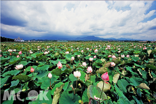 白河蓮花。（圖片提供／台南市觀光局）