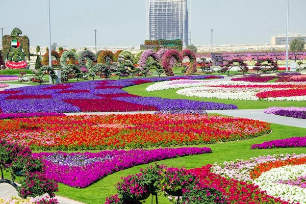 旅客一進杜拜的Miracle Garden，就可看見一望無際的七彩花海。（圖片來源／Milliwall ）