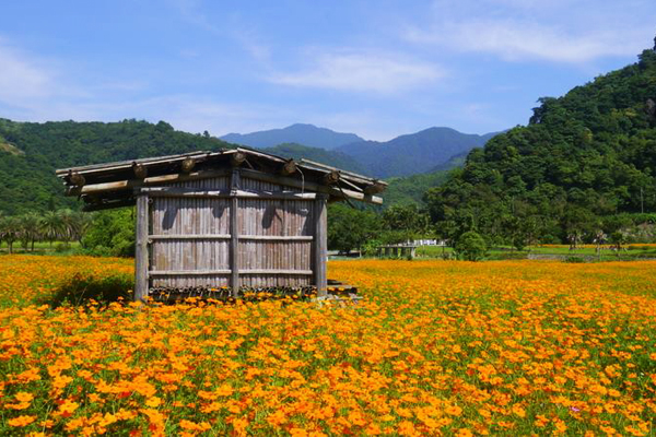 宜蘭大同鄉花海正盛開。（圖片來源／宜蘭縣大同鄉公所）