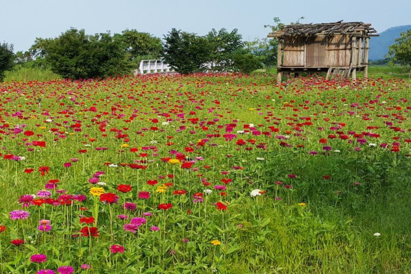 鮮豔的花朵，隨風搖曳洋溢喜悅氣氛。（圖片來源／宜蘭縣大同鄉公所）