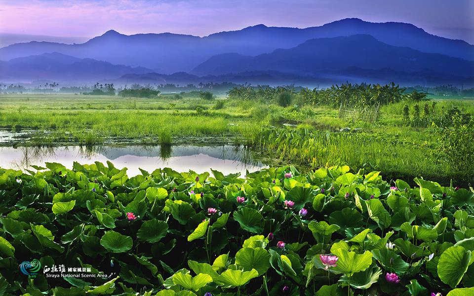 白河蓮花季現正進行中。（圖片來源／西拉雅國家風景區）