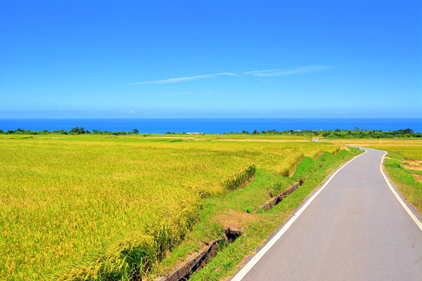 除了綠油油的稻田外，沿途還有湛藍的太平洋相伴。（圖片來源／台東就醬玩 Amazing Taitung-台東縣觀旅處）