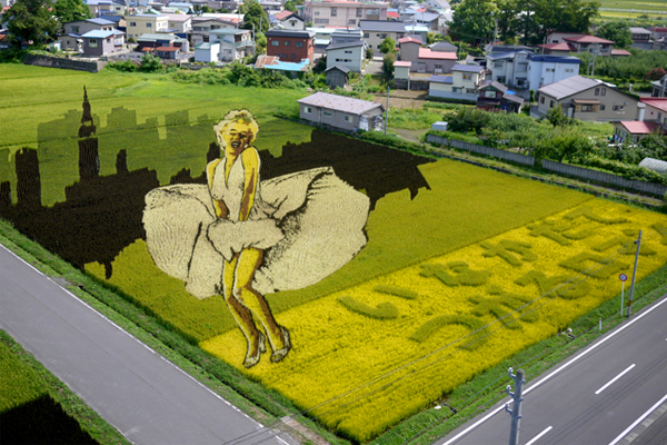 每年青森縣都會舉辦稻田彩繪藝術季活動，吸引遊客前往欣賞。（圖片來源／find-travel）