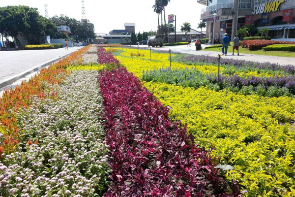 三萬盆花卉拼成的花毯，相當壯觀。（圖片來源／新北市農業局）