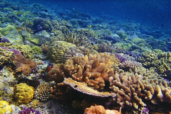 墾丁的珊瑚礁真是讓人驚豔。（圖片來源／中華民國內政部營建署全球資訊網）