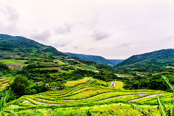 石門區尖山湖梯田是利用陽明山火山岩石砌成的梯田，迄今已有百年歷史。（圖片來源／新北市政府）