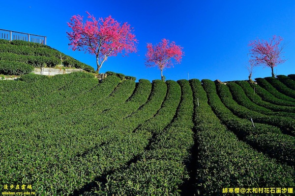 阿里山的高地茶園種的茶十分有名。(圖片提供／漫步在雲端的阿里山黃源明)