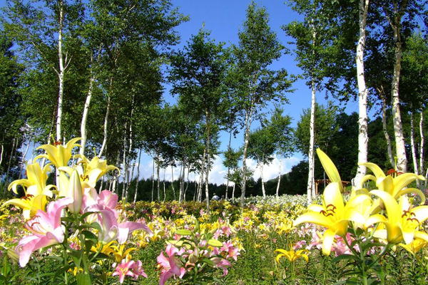 七色繽紛的百合花將一路盛開至八月底。（圖片來源／hunter.co.jp）