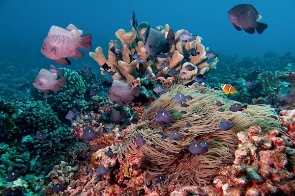莫皮蒂島的海底景觀，吸引許許多多喜愛潛水的人 。（圖片來源／MB Photos ）