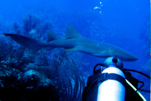 鯊魚種類豐富，在這裡潛水要有能與鯊魚共游的勇氣。（圖片來源／worldadventuredivers）