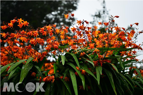 橘紅色的花火，點燃了賞花熱潮。（圖片來源／阿里山國家森林遊樂區）