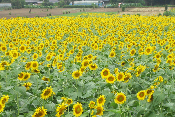 兩萬平方公尺多達10萬朵的向日葵。（圖片來源／odekakeinfo）