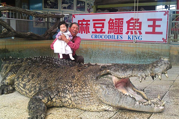 麻豆鱷魚王宣布將於2016年1月份結束營業。（圖片來源／麻豆鱷魚王）