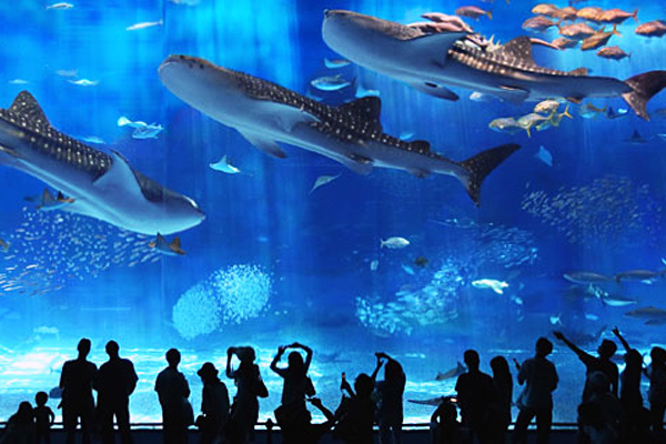 亞洲最佳水族館由日本沖繩美海水族館。（圖片來源／oki-churaumi）