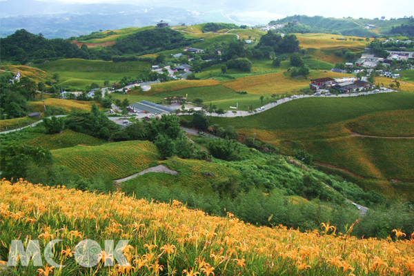 花海與綠地交織而成的自然美景。（圖片來源／中華綠生活休閒發展協會）