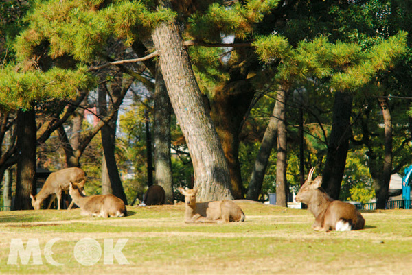 已成為奈良市標的，就是公園內低頭吃草的鹿群。（圖片提供／墨刻編輯部）