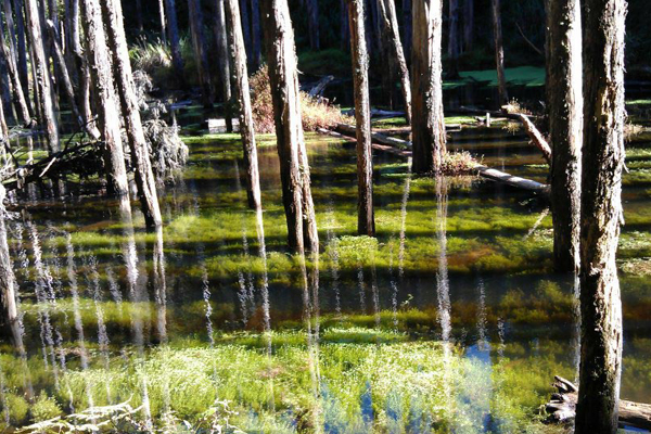 杉林溪秘境忘憂森林，美麗的水色令人嚮往。(圖片來源／忘憂森林霧中咖啡屋)