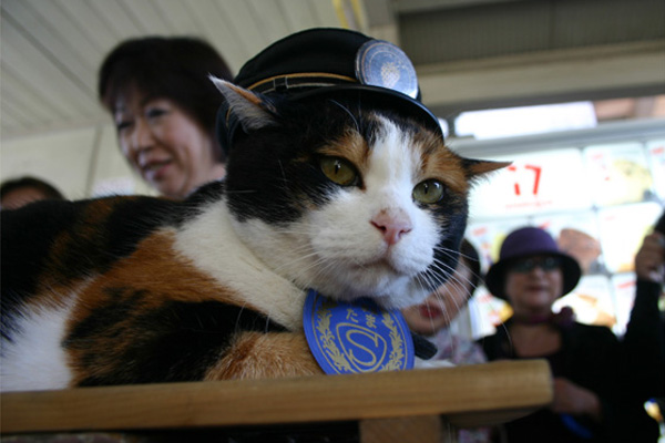 第一代人氣貓站長「小玉」。（圖片來源／wakayama-kanko）