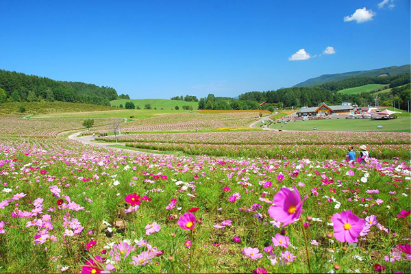 一年一度的波斯菊嘉年華在8月22日至10月4日盛開。（圖片來源／cosmos-love）