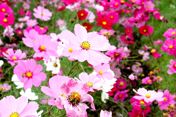 白的、粉的各種顏色的波斯菊盛開。（圖片來源／evento.jp）