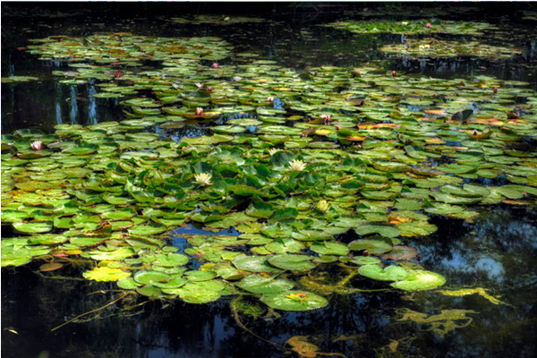 在水花園裡，見到光影燦爛的蓮花池。（圖片來源／Fondation Claude Monet à Giverny）