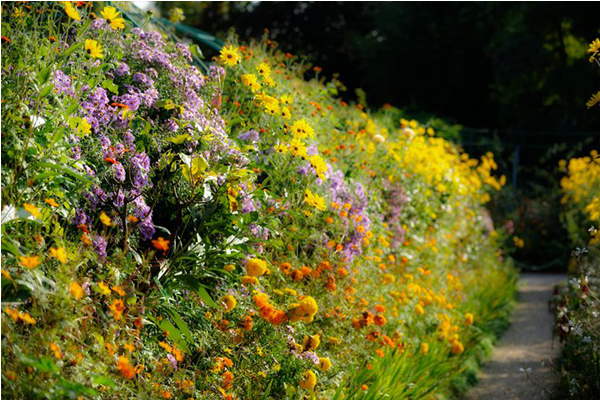 繽紛的花朵，讓花園裡充滿生氣。（圖片來源／Fondation Claude Monet à Giverny）