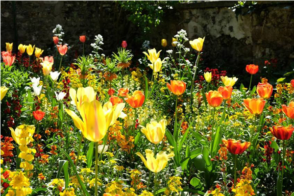 花兒朵朵盛開。（圖片來源／Fondation Claude Monet à Giverny）