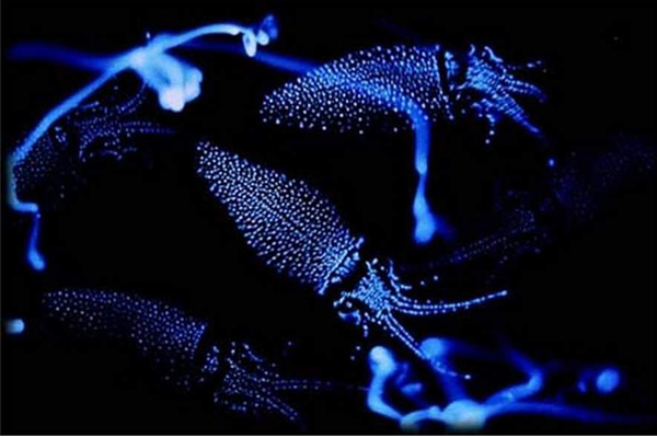 點點藍光來自於螢光魷魚。（圖片來源／snipview）