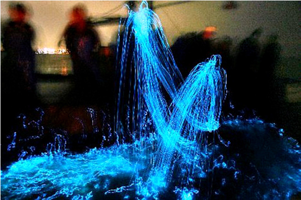 捕獲螢光魷魚而拖曳出的藍光。（圖片來源／whenonearth）