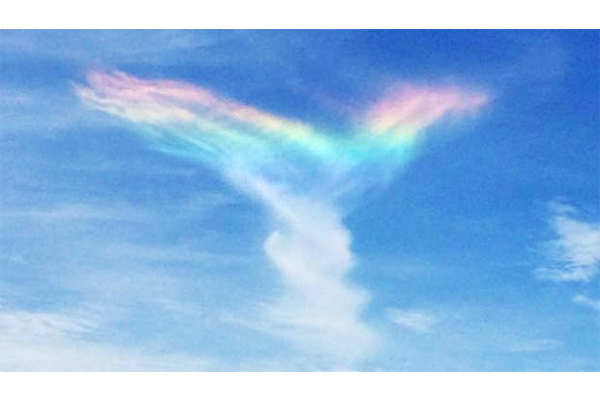 火彩虹模樣宛如七彩的展翼天使。(圖片來源／telegraph　攝影／Tracey Smith)
