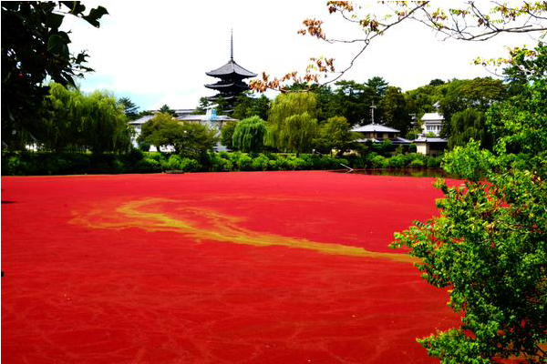 奈良公園水池血紅一片。（圖片來源／谷幸三twitter）