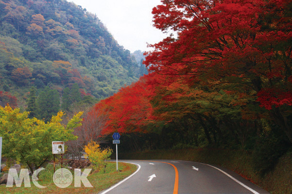 耶馬溪的紅葉隧道。（圖片提供／MOOK編輯部）