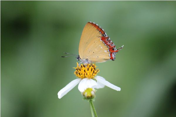 全台有400多種蝴蝶，在新北就能將三分之一以上的蝴蝶一網打盡。(圖片來源／新北市農業局）