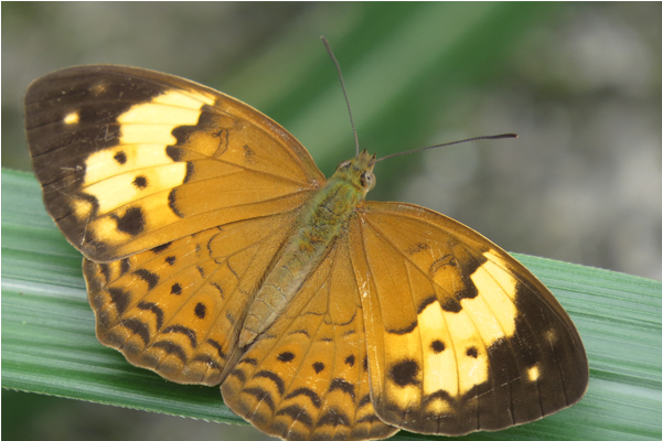 把握蝴蝶季，一起欣賞蝶舞紛飛的美麗景色。(圖片來源／新北市農業局）