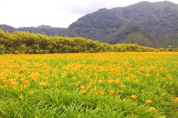 南投群山包圍的金針花田，相當美麗。(圖片來源／日月潭金針花）