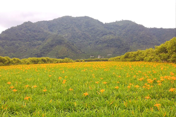 占地兩頃的花田，相當醉人。(圖片來源／日月潭金針花）