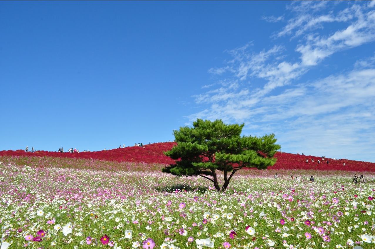 茨城縣國營日立海濱公園各種顏色的波斯菊，隨秋風綻放，如畫作般優美。(圖片來源／国営ひたち海浜公園）