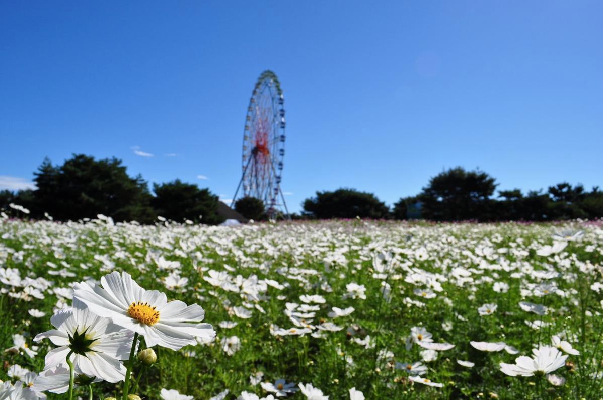 隨著不同的花朵點綴遠方散景摩天輪，營造秋天不同面向的美感。(圖片來源／国営ひたち海浜公園）