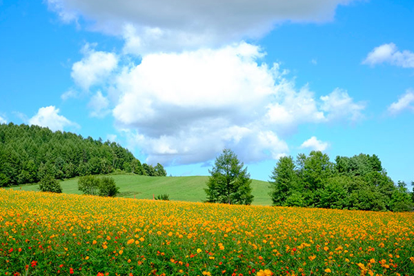 黃澄澄的花海搭配藍天白雲，成為大自然的最美風景。（圖片來源／JNTO）