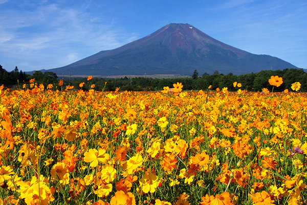 來到山中湖賞花，可以將花海及富士山景色一同收進眼底。（圖片來源／JNTO）