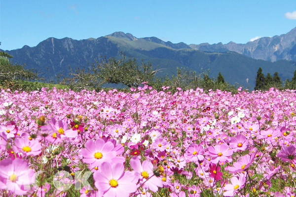 波斯菊花海。（圖片提供／中華綠生活休閒發展協會）