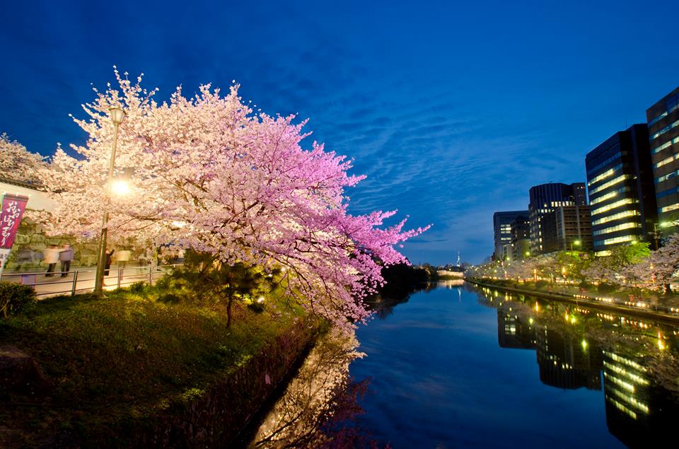 福岡融合現代與自然景致的美。（圖片來源／福岡城さくらまつり）