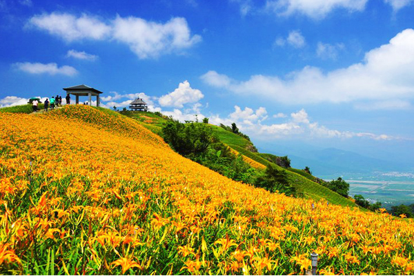 九月份正值金針花季，是前往花蓮旅遊的好時機。（圖片來源／花蓮觀光旅遊網）