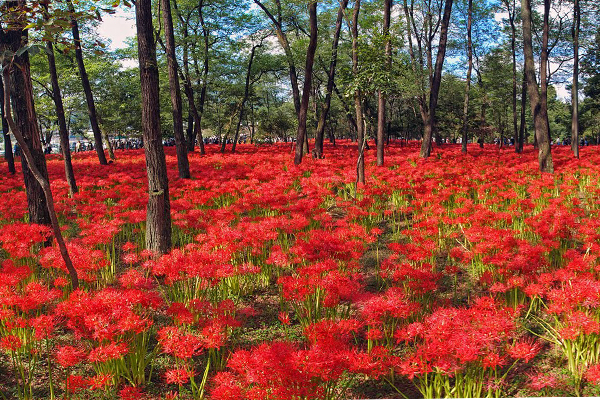 百萬朵彼岸花盛開，組成了奇幻花海。（圖片來源／panoramio）