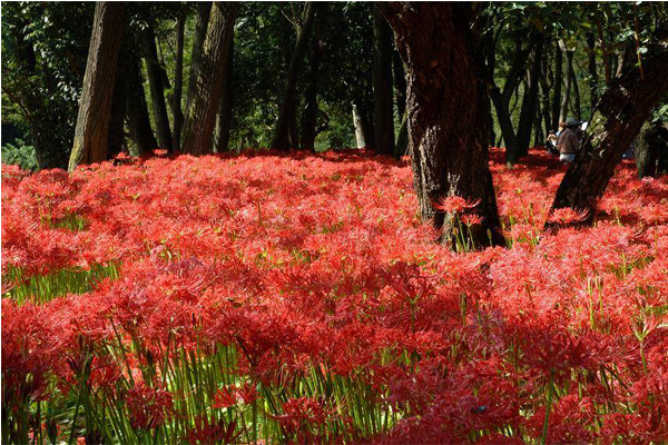 曼珠沙華祭自9月19日起至10月4日期間整開。（圖片來源／日高市観光協会）