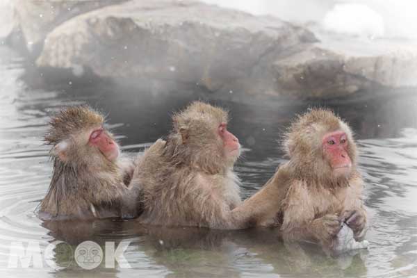 日本長野地獄谷猴園常有獼猴在泡溫泉。(圖片提供／樂天旅遊) 
