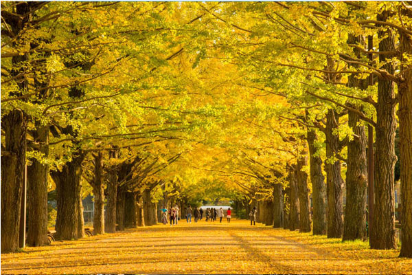 昭和公園，金黃色的銀杏世界，租台單車，悠遊其中是最好的旅行方式。(圖片來源／chibita）