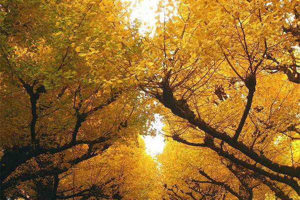 秋天的銀杏葉，包覆天空，讓旅客全然徜徉金黃世界中。(圖片來源／suisai1）